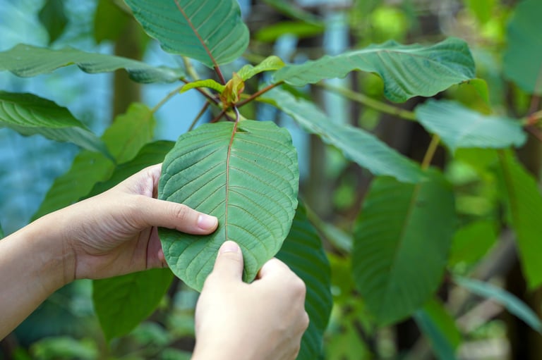 Hand holding the leaves of Kratom or Mitragyna speciosa, a medicinal plant with red stem varieties found in Thailand