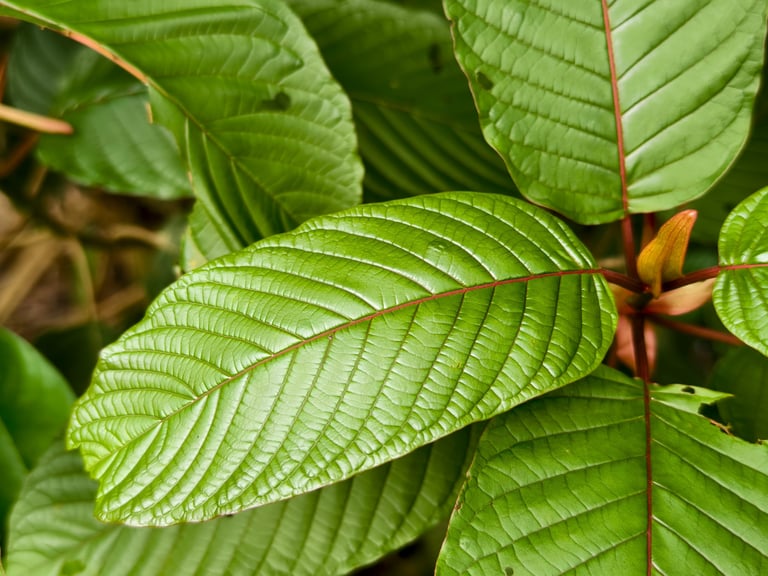 kratom leaves and products